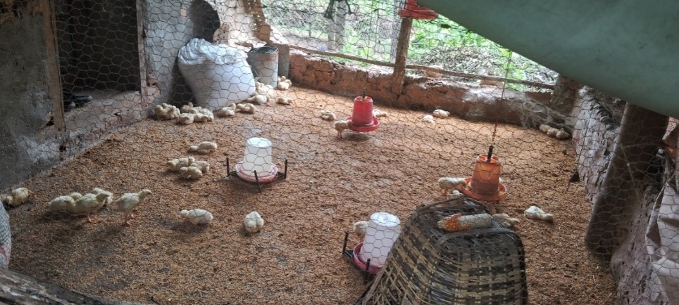 Figure 3 Chandra’s poultry setup, with dedicated feeders and wire-mesh enclosures